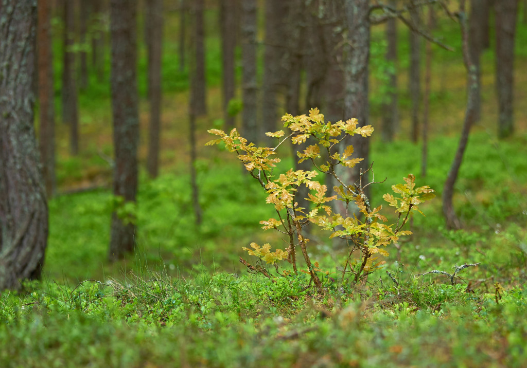 fotopank_konkurents_1_0.jpg